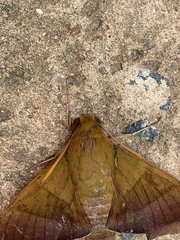 Oryba achemenides