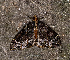 Ecliptopera postpallida