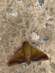 Oryba achemenides