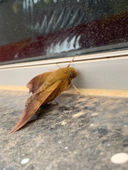 Oryba achemenides