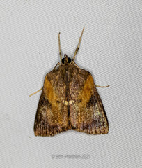Chloephorinae