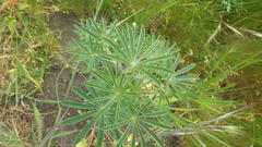 Lupinus arboreus