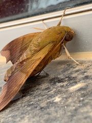 Oryba achemenides