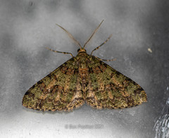 Myrioblephara duplexa