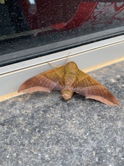 Oryba achemenides