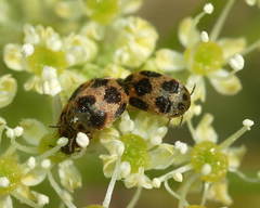 Attagenus suspiciosus