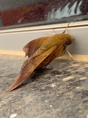 Oryba achemenides