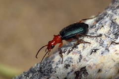 Brachinus crepitans