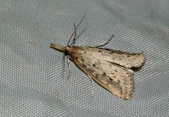Schoenobius gigantella