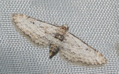 Eupithecia graciliata