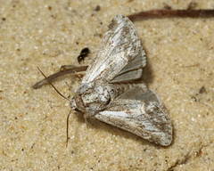 Leiometopon simyrides