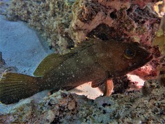 Epinephelus rivulatus