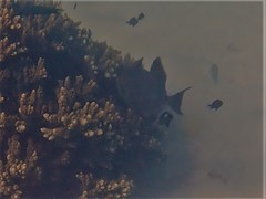 Pseudobalistes fuscus