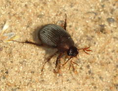 Maladera holosericea