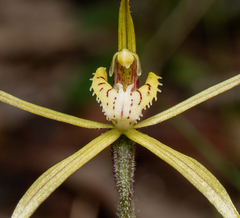 Caladenia xantha