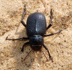 Trigonoscelis gemmulata