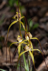 Caladenia xantha