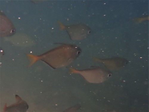 Pempheris schwenkii observed 2021-10-05