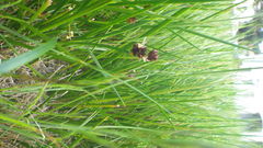 Juncus phaeocephalus
