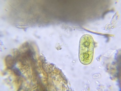 Cylindrocystis