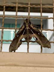 Hemeroplanes ornatus