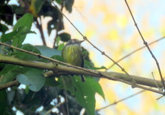 Myiornis auricularis