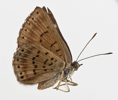 Chalodeta lypera