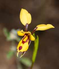 Diuris septentrionalis