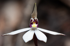 Caladenia saccharata