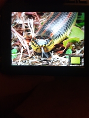 Farancia erytrogramma erytrogramma