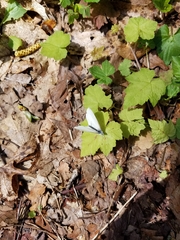 Pieris virginiensis