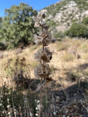 Pseudodictamnus acetabulosus