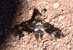 Exoprosopa caliptera