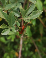 Chenoderus testaceus