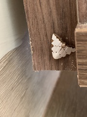 Eulepidotis testaceiceps