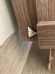 Eulepidotis testaceiceps