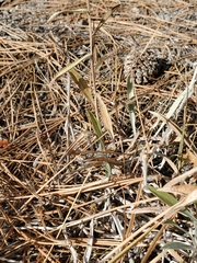 Oreocarya confertiflora