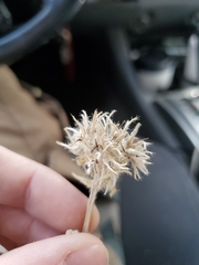 Oreocarya confertiflora