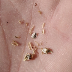 Oreocarya confertiflora