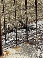 Laudakia stellio daani