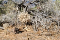 Oreocarya confertiflora