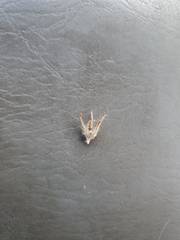 Oreocarya confertiflora