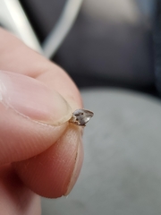 Oreocarya confertiflora