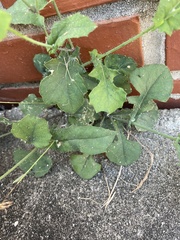 Emilia sonchifolia image