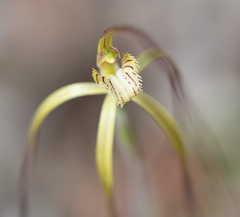 Caladenia xantha