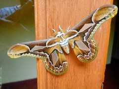 Rothschildia hopfferi