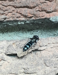 Pseudoscaeva