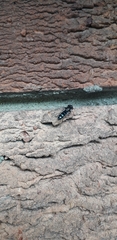 Pseudoscaeva