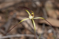 Caladenia xantha