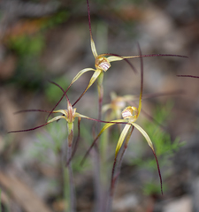 Caladenia xantha